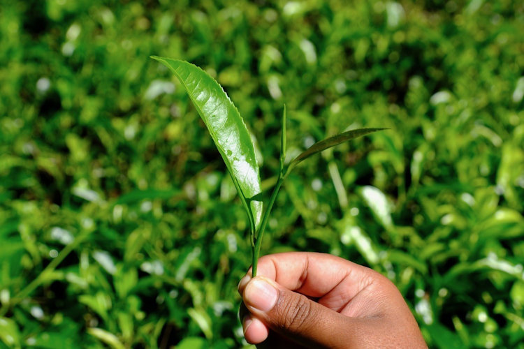 Sri Lanka tea plantation